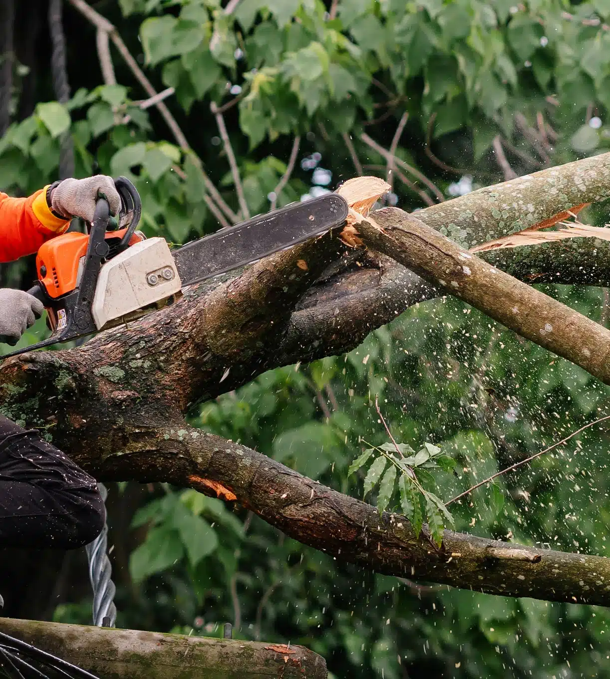 Tree Cutting Services
